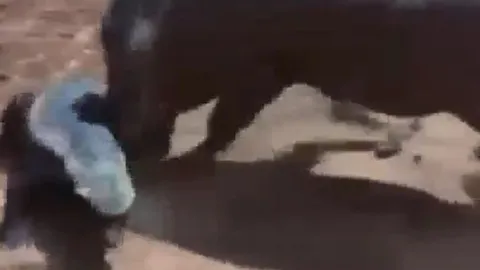 CLIP: Hết chọc giận lợn lòi, lửng mật lại liều mình thách thức linh cẩu