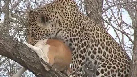 CLIP: Báo hoa mai ngoạm cổ lôi chó nhà lên cây, không ngờ con mồi vẫn thoát thân ngoạn mục