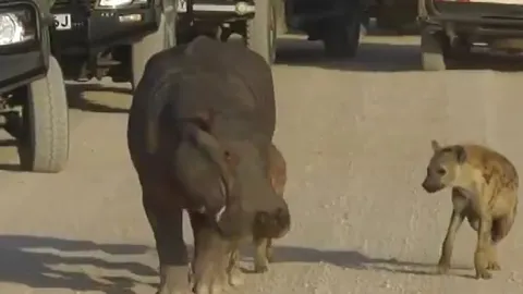 CLIP: Linh cẩu truy sát dữ dội, mẹ con hà mã hoảng loạn lao vào xe du khách để lẩn trốn