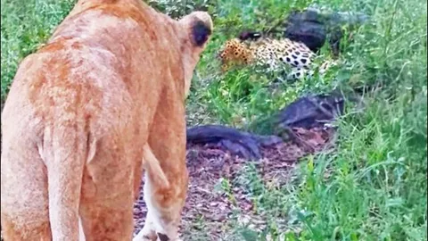CLIP: Mải mê ngủ trưa, báo hoa mai suýt bị sư tử đoạt mạng