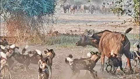 CLIP: Cảnh tượng hiếm gặp, 16 chó hoang hạ gục trâu rừng