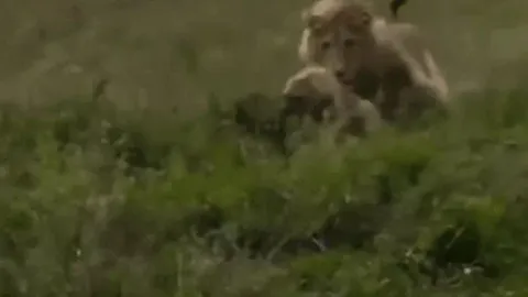 Xâm nhập địa bàn sư tử, linh cẩu trả giá bằng mạng sống