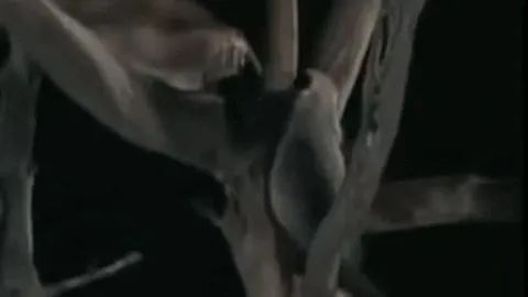 Lửng mật gan lì trèo cây trộm mồi của báo hoa mai trong đêm