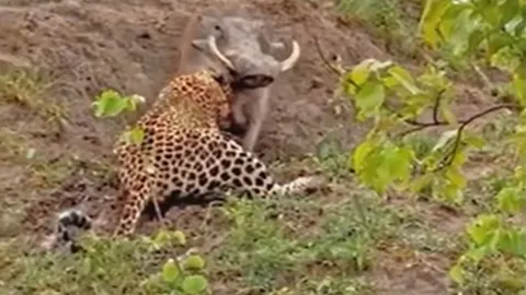 Bị báo hoa mai tóm được, lợn bướu quả cảm kéo ngược kẻ săn mồi về tổ để thoát thân 