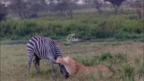 CLIP: Ngựa vằn vùng vẫy tìm sự sống trước nanh vuốt sư tử