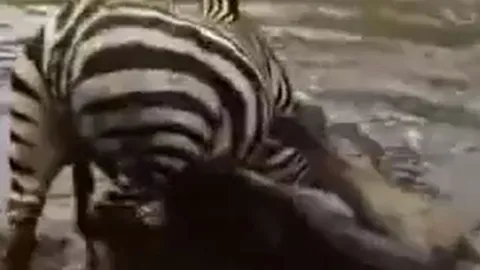 Video: Ngựa vằn lật ngược tình thế, dìm sư tử sặc nước để thoát thân