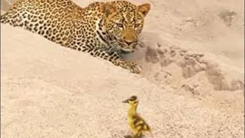 CLIP: Báo hoa mai tóm được vịt con và cái kết ‘siêu bất ngờ’