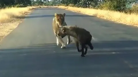 Linh cẩu trả giá bằng mạng sống vì dám tấn công sư tử con