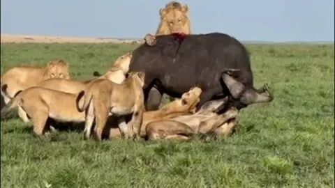 Trâu rừng tuyệt vọng giành sự sống trước bầy sư tử