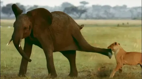 Bầy sư tử phục kích voi con và cái kết bất ngờ