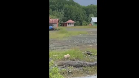 Cận cảnh cá sấu nhanh như tên bắn, ngoạm chặt chó nhà rồi kéo xuống sông