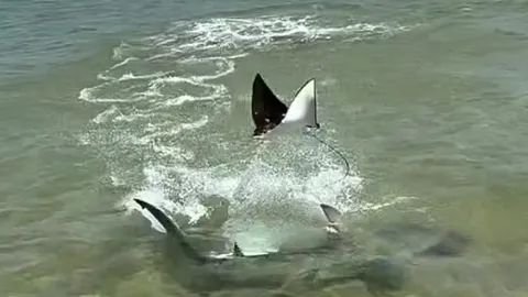 CLIP: Cá đuối 'cất cánh' phi lên mặt nước thoát khỏi hàm cá mập 