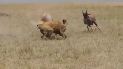 CLIP: Linh cẩu liều lĩnh tấn công linh dương con và cái kết ê chề