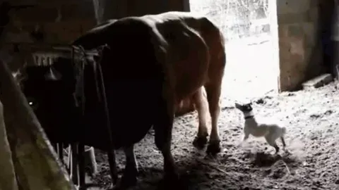 Chó nhà hung hăng vào chuồng gây sự, bị bò tung cú đá lật hàm