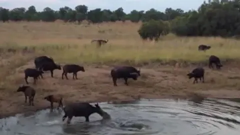 Trâu rừng bị cá sấu ngoạm mặt, đoạt mạng ngay giữa sông