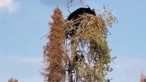 Gấu đen liều lĩnh trèo cây săn đại bàng