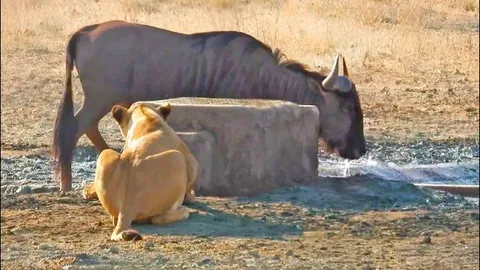 Mải mê uống nước, linh dương đầu bò bị sư tử phục kích