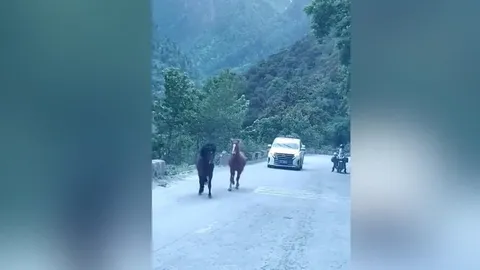 CLIP: Ngựa 'choảng nhau' giữa đường, phương tiện phải dừng lại chờ