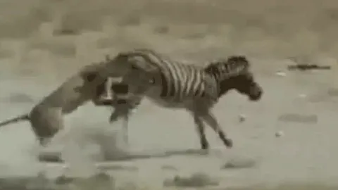 CLIP: Ngựa vằn phản đòn bất ngờ tung cú đá khiến sư tử 'ngã sấp mặt'