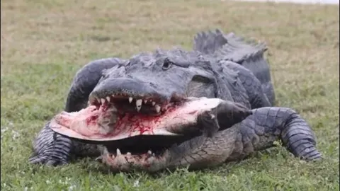 CLIP: Cá sấu đoạt mạng rùa mai mềm trên sân golf