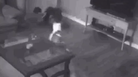 CLIP: Chó Pitbull dũng cảm tấn công kẻ đột nhập, bảo vệ chủ nhân