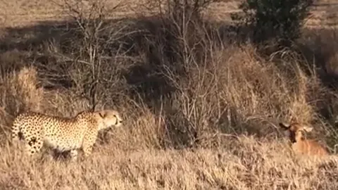 Linh dương Nyala quay đầu thách thức khiến báo đốm 'chùn chân' giữa cuộc rượt đuổi