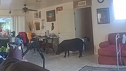 CLIP: Cảnh sát bị lợn rừng tấn công ngay trong phòng khách nhà dân