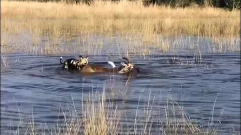 Linh dương ‘thủy chiến’ kịch liệt, giành sự sống trước chó hoang