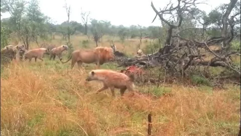 Sư tử đực thể hiện sức manh, hiên ngang đơn độc đấu cả đàn linh cẩu