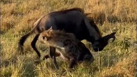 Khoảnh khắc linh cẩu đói ‘xẻ thịt’ linh dương đầu bò khi con mồi đang còn sống