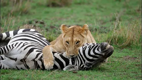 Sư tử đực ‘ngồi chơi xơi nước’, chờ vợ hạ sát con mồi rồi tới thưởng thức