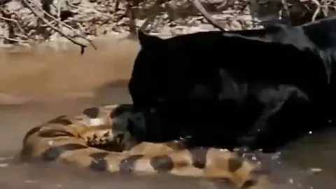 Rùng mình cảnh báo đen vật lộn, hạ sát trăn Anaconda khổng lồ