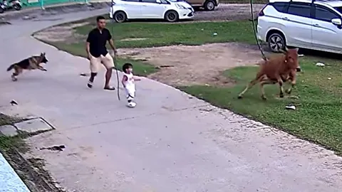 Chó Becgie dũng cảm cứu bé trai khỏi cú húc bò điên