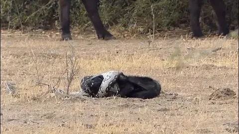 Lửng mật suýt chết vì tấn công trăn ‘khủng’ và cái kết đầy bất ngờ