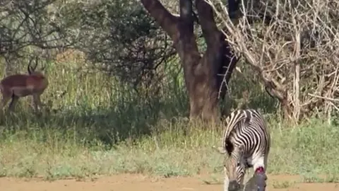 Bị cá sấu ngoạm gãy chân, ngựa vằn quay lại cắn kẻ đi săn để thoát thân