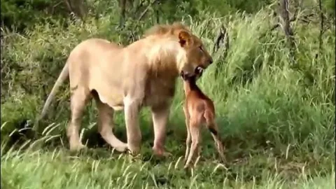 Sư tử đực tóm gọn linh dương đầu bò con và cái kết khiến ai cũng bất ngờ