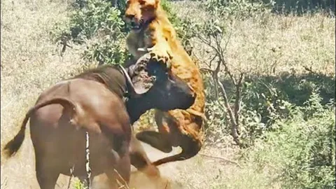 Cận cảnh trâu rừng châu Phi húc sư tử văng lên không trung như món đồ chơi