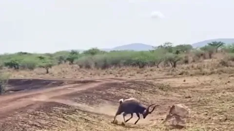 Linh dương lọt thế gọng kìm giữa sư tử, cá sấu và cái kết khó ngờ