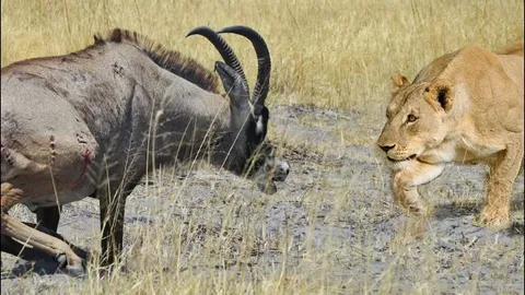 Kiên cường chiến đấu khiến 2 sư tử bỏ chạy, linh dương lang vẫn phải nhận cái kết thảm khốc