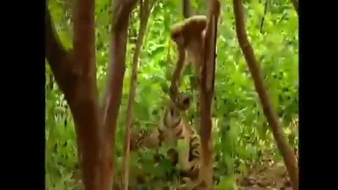 CLIP: Khỉ tinh nghịch liều lĩnh trêu chọc 'chúa sơn lâm nhí', cái kết khiến dân mạng cười ngả nghiêng