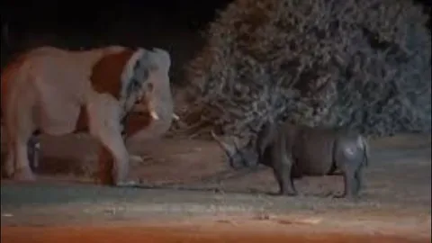 Tê giác liều lĩnh tấn công voi và cái kết bị húc ‘sấp mặt’