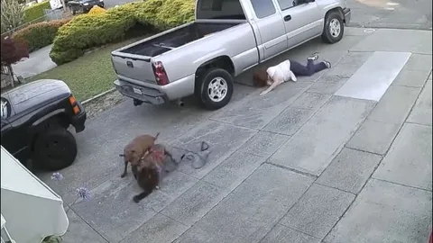 Người phụ nữ bị chỉ trích nặng nề vì vụng về để chó pitbull sát hại mèo hàng xóm