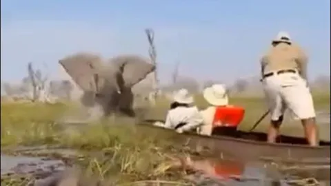 CLIP: Voi dữ làm lật thuyền, 4 du khách thoát chết trong gang tấc