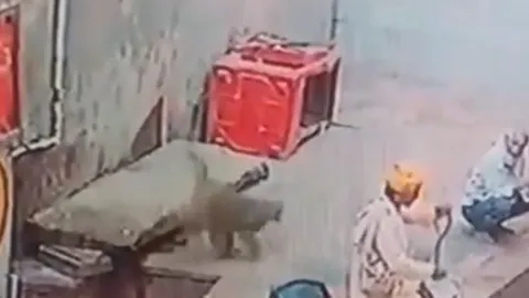 Khỉ 'láu cá' cướp rắn hổ mang từ tay người biểu diễn và cái kết bất ngờ