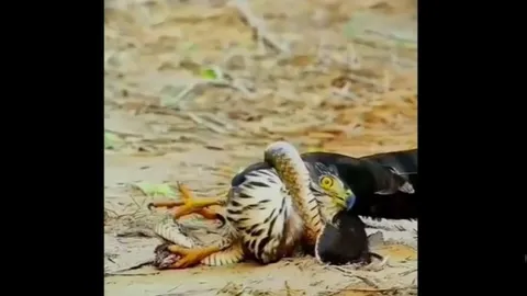 Rắn hấp hối vẫn quấn chặt kẻ thù