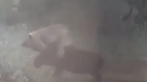 Bị cắn trúng đầu, lợn rừng vùng lên quật ngã sư tử