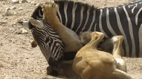Ngựa vằn bất ngờ phản công, cắn trả sư tử