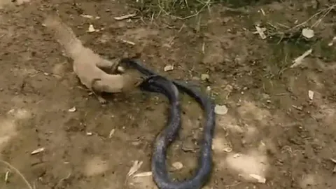 Đối đầu sinh tử: rắn hổ mang chúa cực độc bị cầy mangut cắn nát đầu