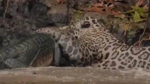 Pha săn mồi 'thần tốc': Báo đốm Nam Mỹ nhấn chìm cá sấu Caiman trong dòng nước đục