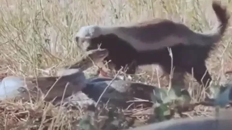 Lửng mật đối đầu trăn đá: Cuộc chiến sinh tồn chỉ một kẻ sống sót